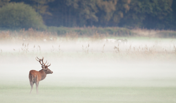 Red deer in Limburg
