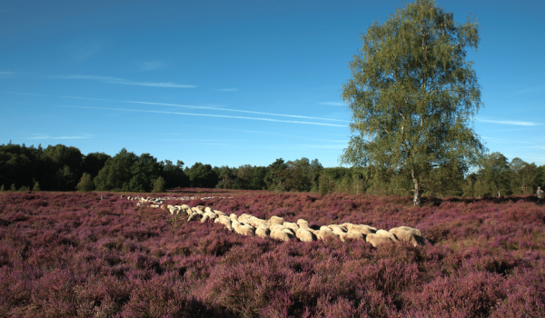  Sheep in a purple field