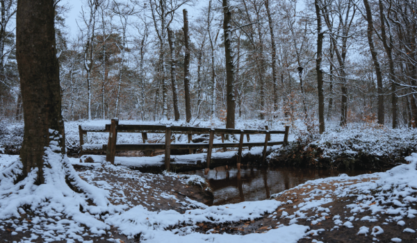 Bosbaden in Limburg met sneeuw bedekte bomen
